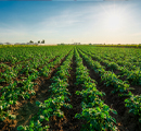 Campo agrícola con cultivos verdes en hileras bajo sol